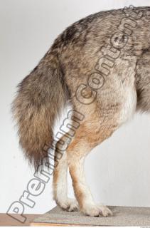 Wolf leg photo reference 0002